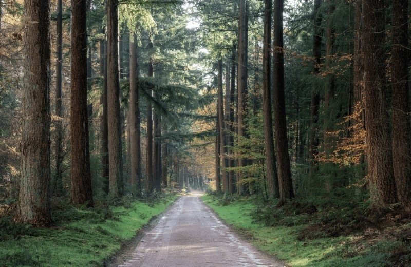 Waldwirtschaft Dorst